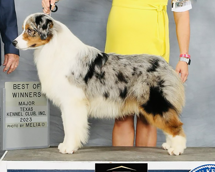 Shoreland Kennel • Australian Shepherds